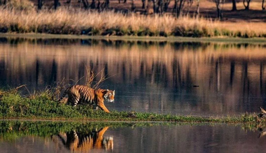 Tiger safari season is back: 8 national parks to visit as safari gates reopen in October