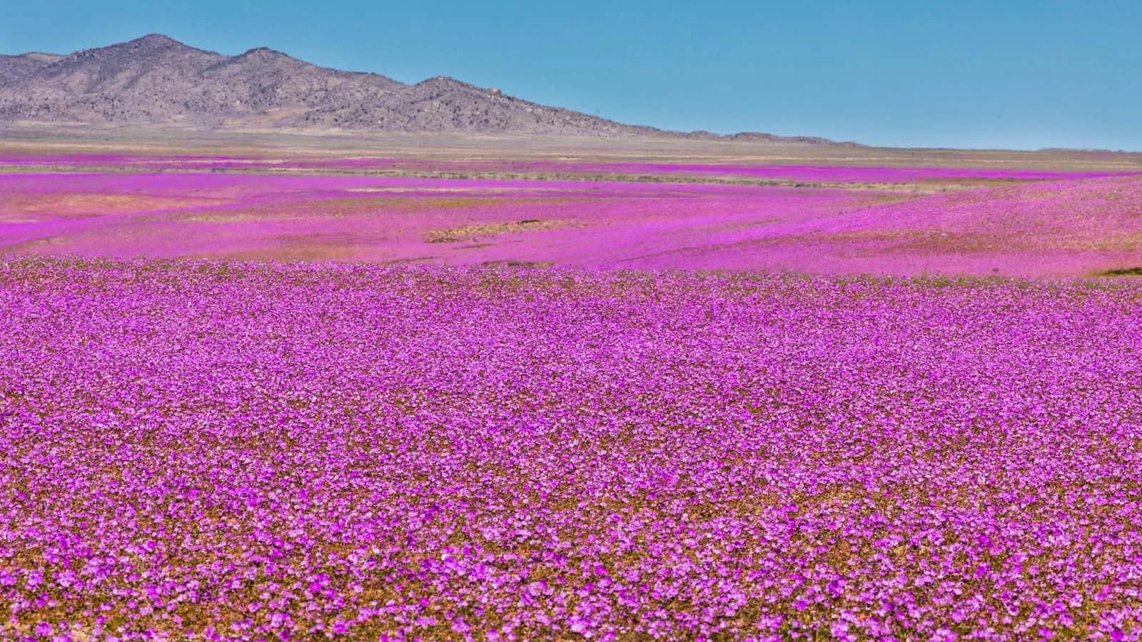 No rain, no flowers — until El Niño: Why Atacama is suddenly blooming