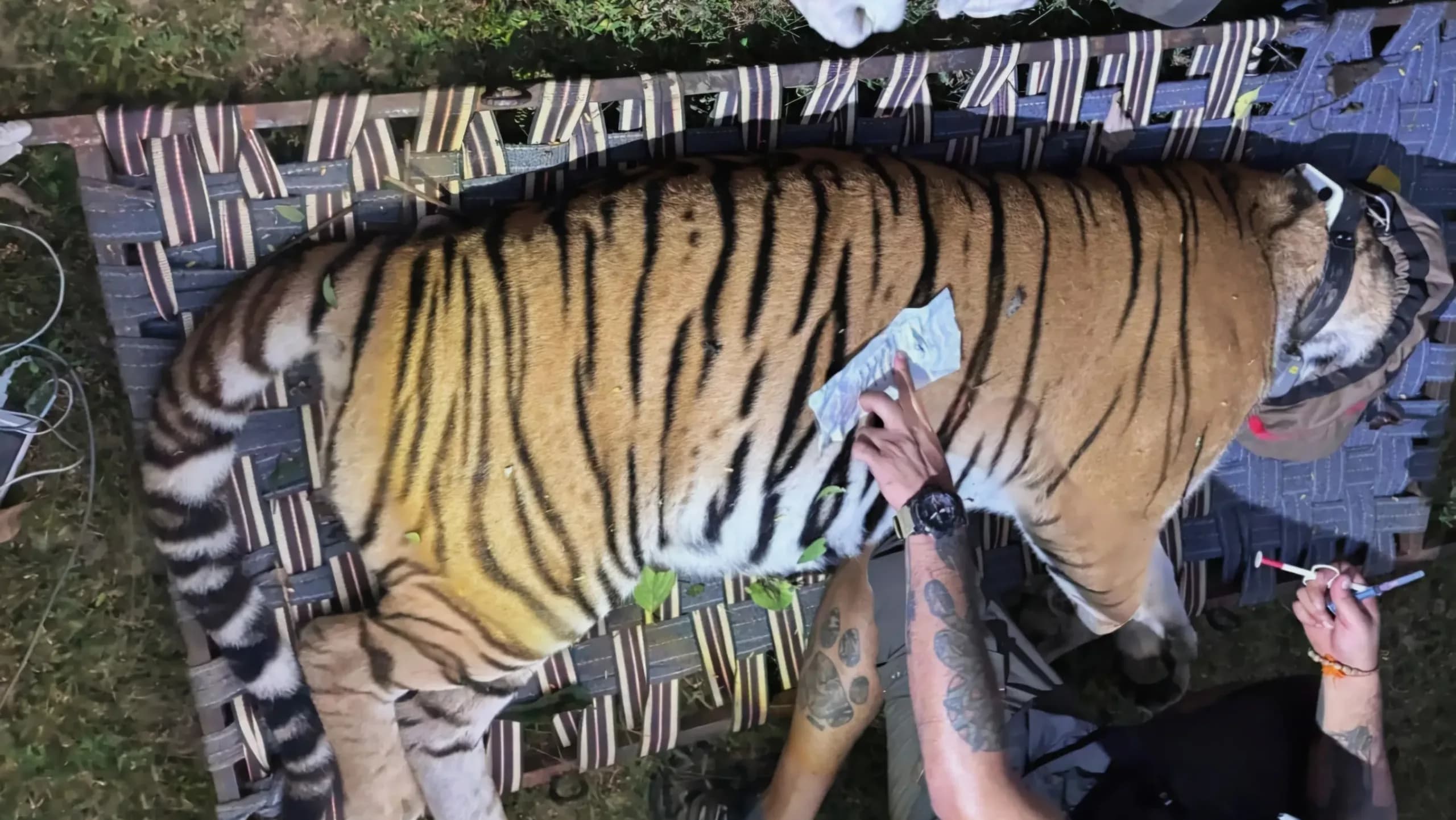 Tigress brought from Bihar to Buxa Tiger Reserve, release set for October 2