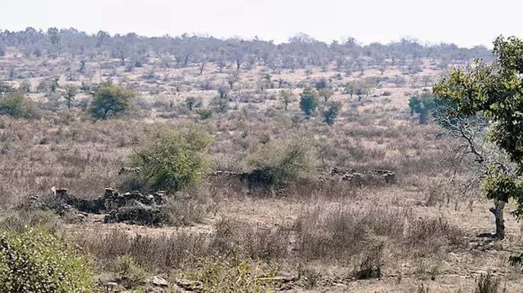 Madhya Pradesh puts forest rights order on hold after Tribal Affairs Minister’s objection