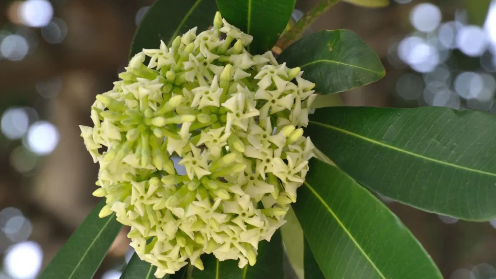 Delhi to Kolkata: The Saptaparni tree behind October’s distinctive floral fragrance